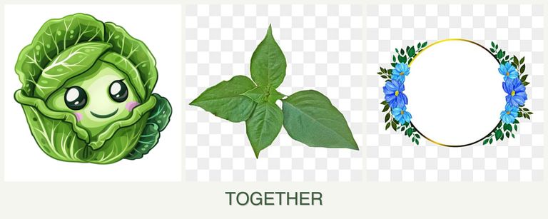 Can you plant cabbage, basil and zinnias together?