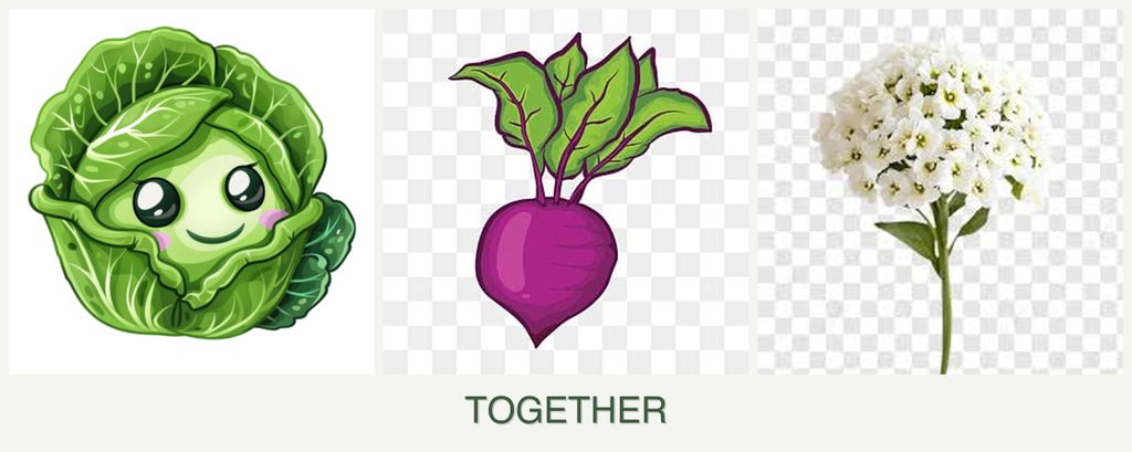 Can you plant cabbage, beets and alyssum together?