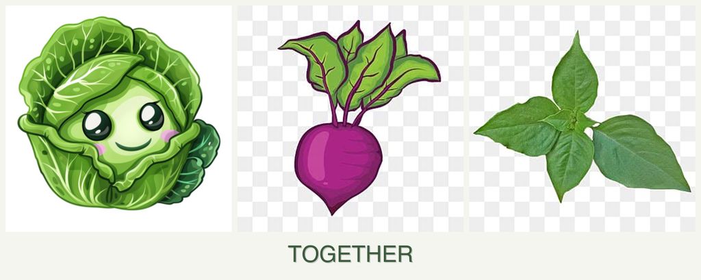 Can you plant cabbage, beets and basil together?