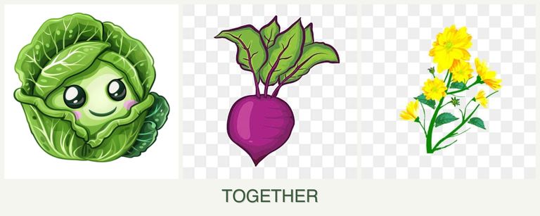 Can you plant cabbage, beets and calendula together?