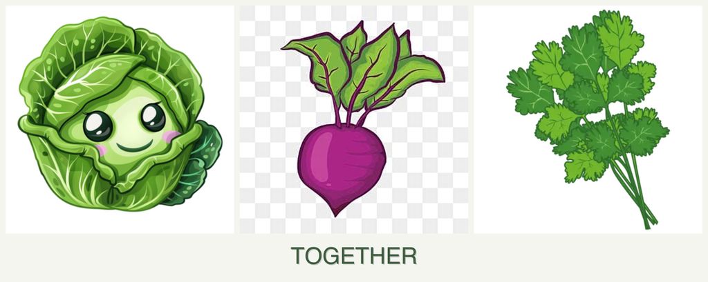Can you plant cabbage, beets and cilantro together?