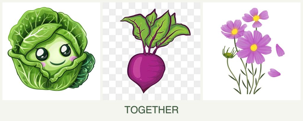 Can you plant cabbage, beets and cosmos together?