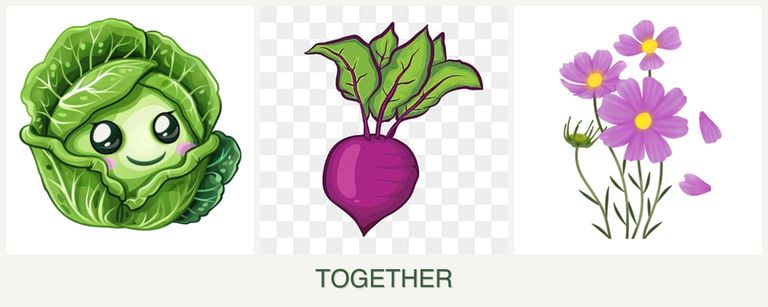 Can you plant cabbage, beets and cosmos together?