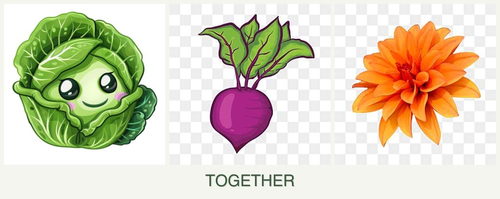 Can you plant cabbage, beets and dahlias together?