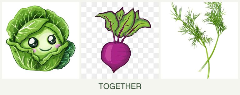Can you plant cabbage, beets and dill together?