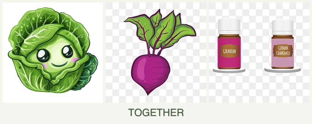Can you plant cabbage, beets and geraniums together?