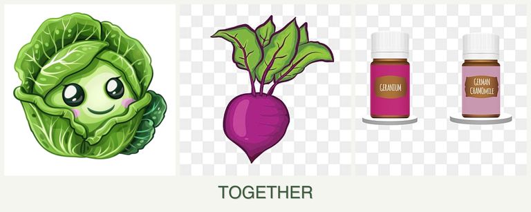 Can you plant cabbage, beets and geraniums together?