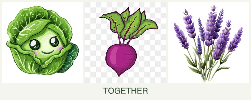 Can you plant cabbage, beets and lavender together?