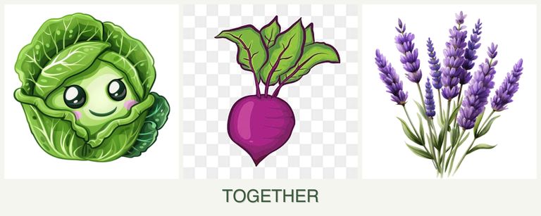 Can you plant cabbage, beets and lavender together?