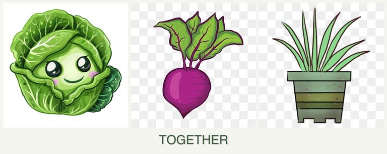 Can you plant cabbage, beets and lemongrass together?
