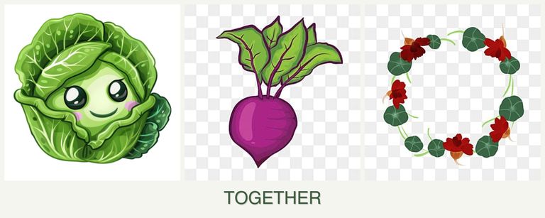 Can you plant cabbage, beets and nasturtiums together?