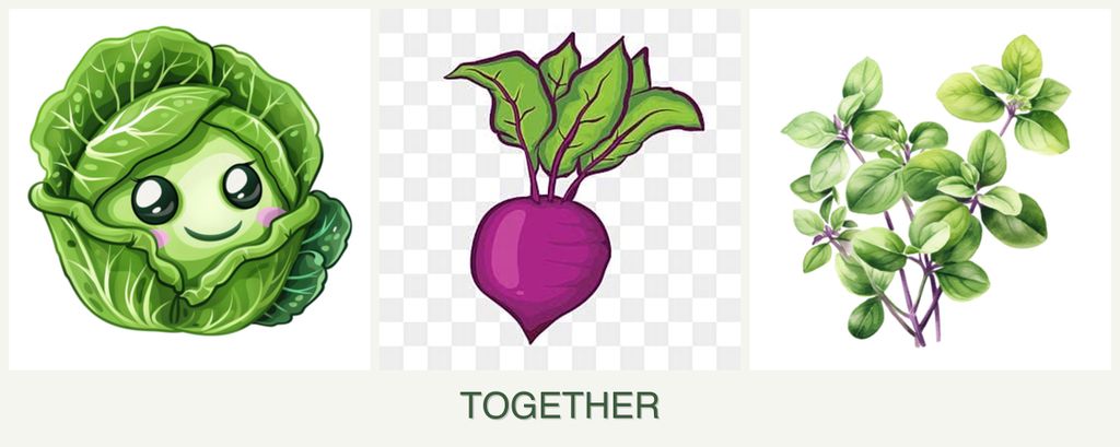 Can you plant cabbage, beets and oregano together?