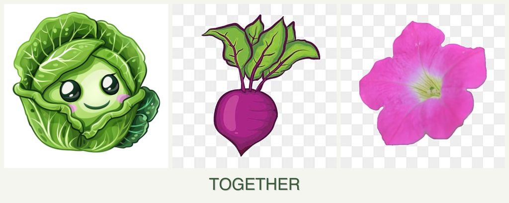 Can you plant cabbage, beets and petunias together?