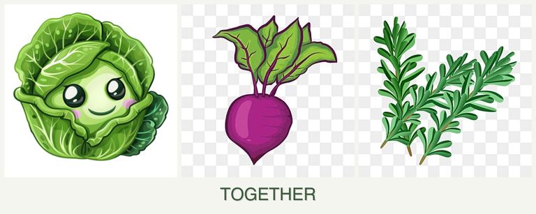 Can you plant cabbage, beets and rosemary together?