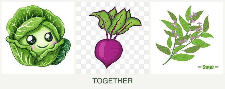 Can you plant cabbage, beets and sage together?