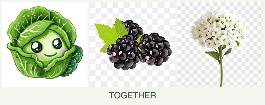 Can you plant cabbage, blackberries and alyssum together?