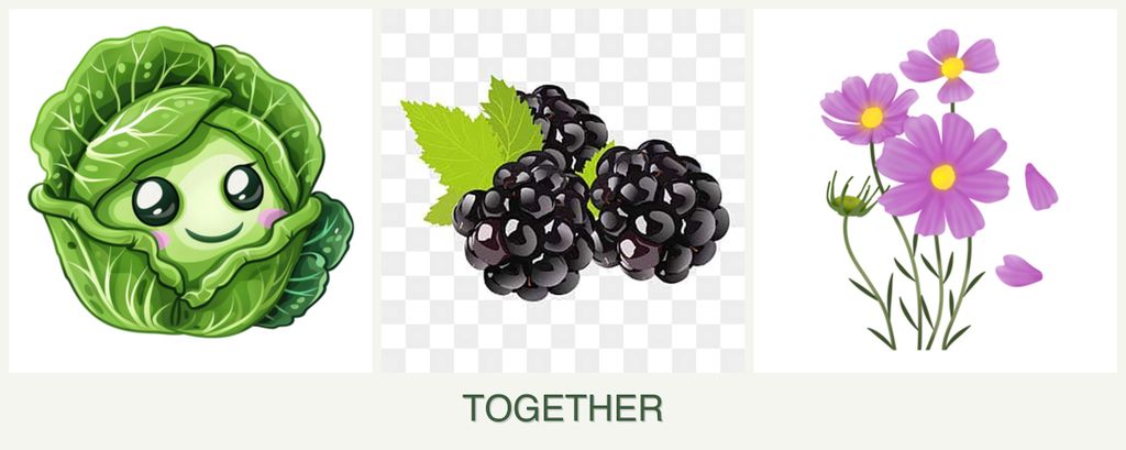Can you plant cabbage, blackberries and cosmos together?