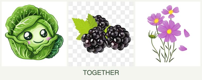 Can you plant cabbage, blackberries and cosmos together?