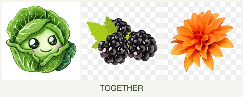Can you plant cabbage, blackberries and dahlias together?