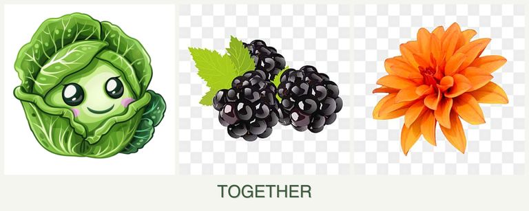 Can you plant cabbage, blackberries and dahlias together?
