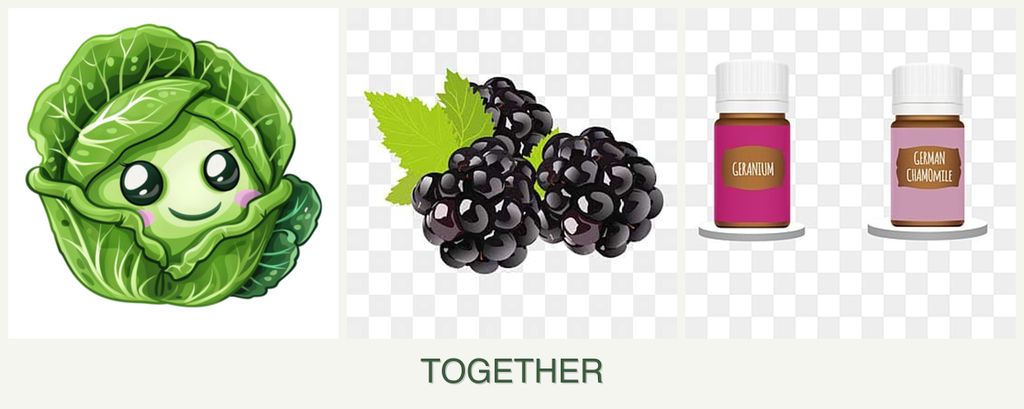 Can you plant cabbage, blackberries and geraniums together?