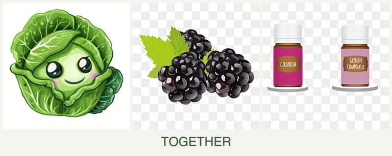Can you plant cabbage, blackberries and geraniums together?