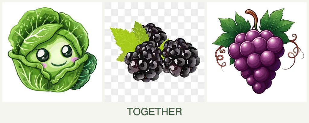 Can you plant cabbage, blackberries and grapes together?
