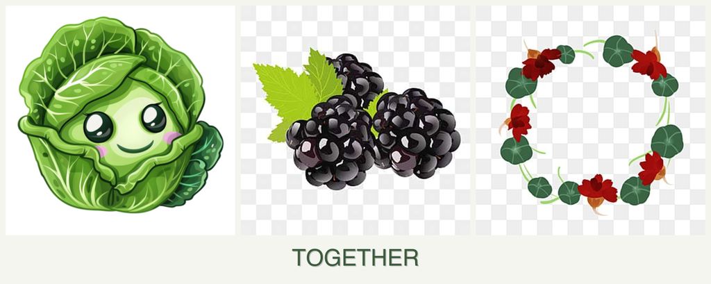 Can you plant cabbage, blackberries and nasturtiums together?