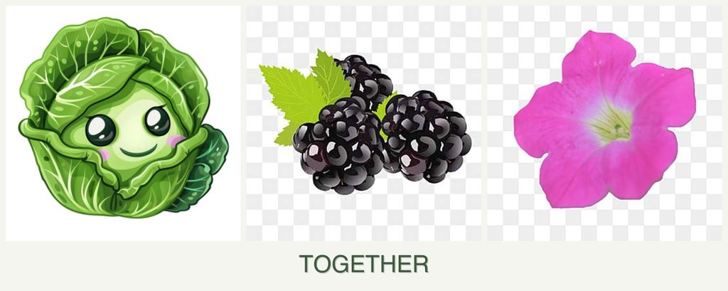 Can you plant cabbage, blackberries and petunias together?