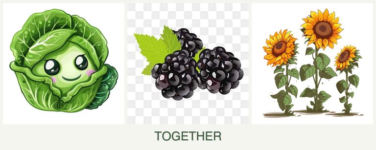 Can you plant cabbage, blackberries and sunflowers together?