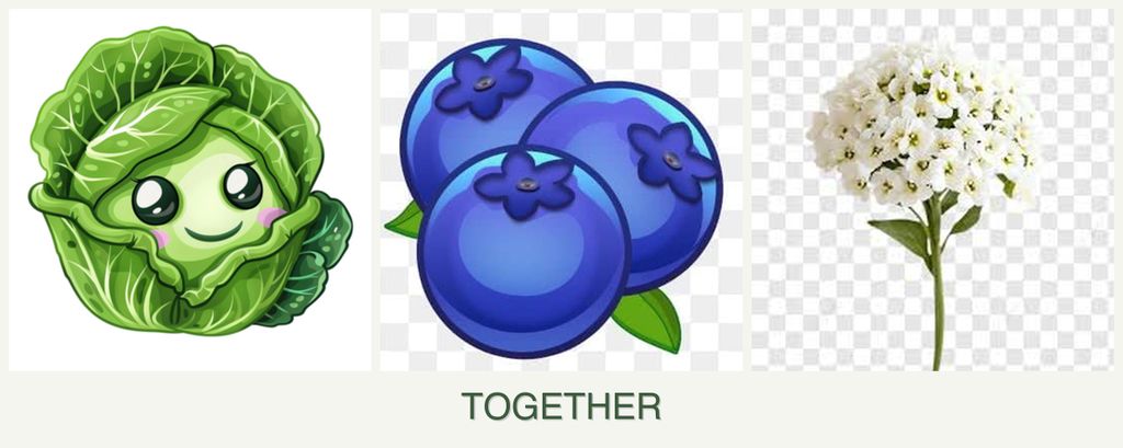 Can you plant cabbage, blueberries and alyssum together?