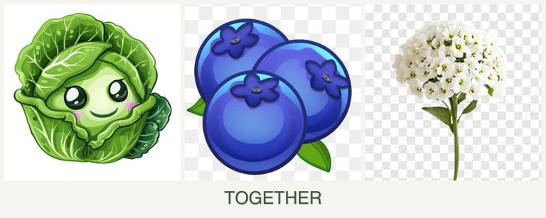 Can you plant cabbage, blueberries and alyssum together?