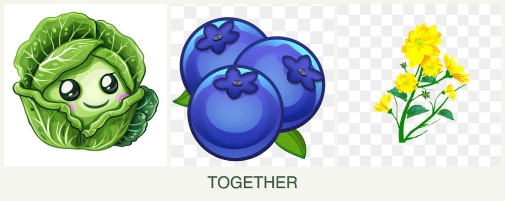 Can you plant cabbage, blueberries and calendula together?