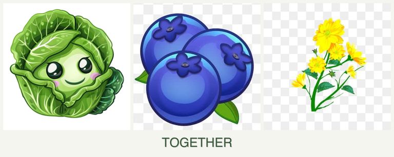 Can you plant cabbage, blueberries and calendula together?