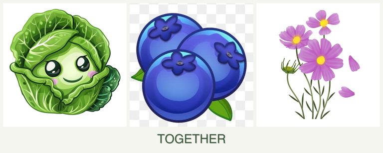 Can you plant cabbage, blueberries and cosmos together?