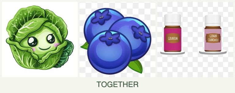 Can you plant cabbage, blueberries and geraniums together?