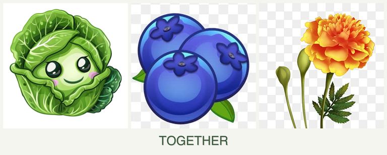 Can you plant cabbage, blueberries and marigolds together?