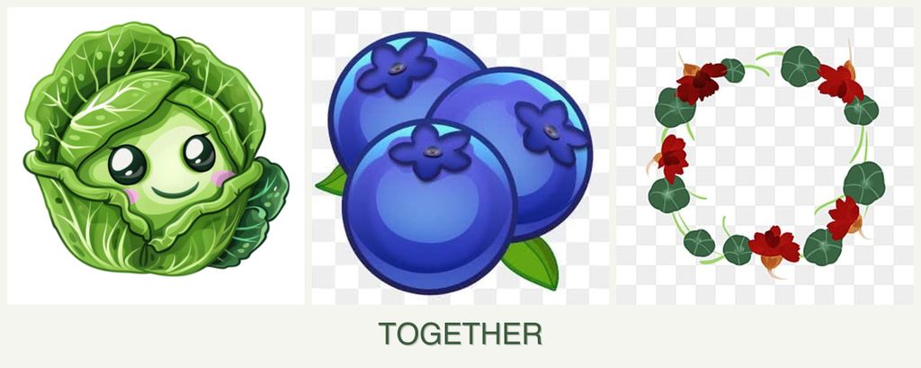 Can you plant cabbage, blueberries and nasturtiums together?