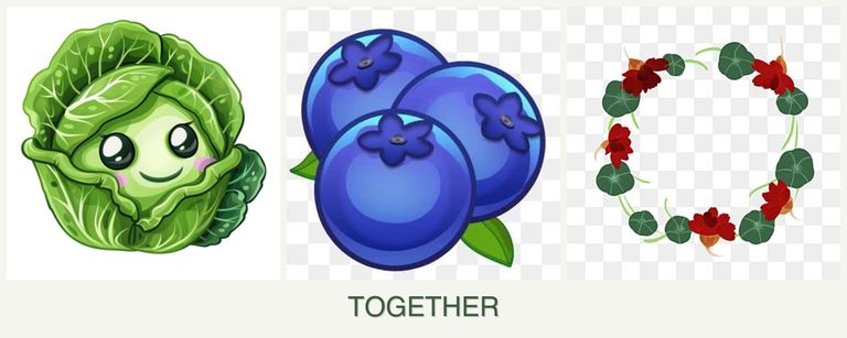 Can you plant cabbage, blueberries and nasturtiums together?