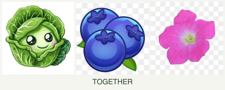 Can you plant cabbage, blueberries and petunias together?