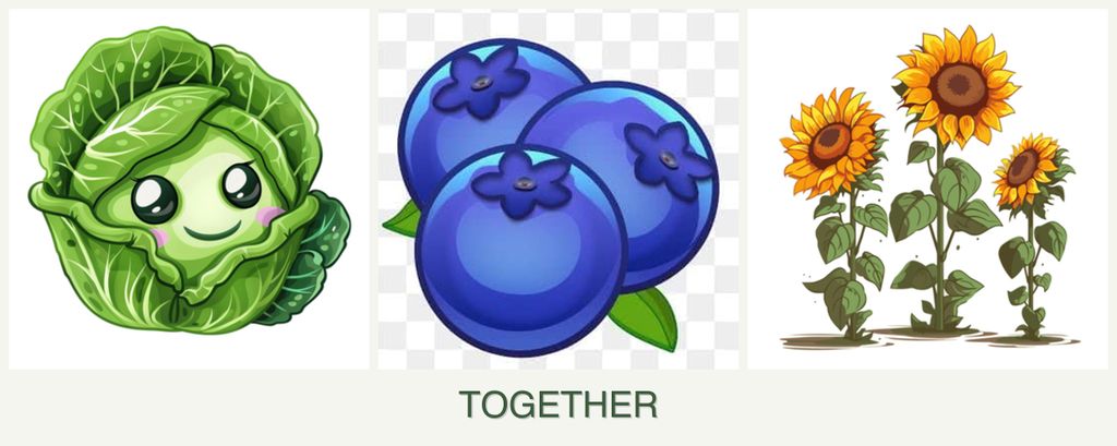 Can you plant cabbage, blueberries and sunflowers together?