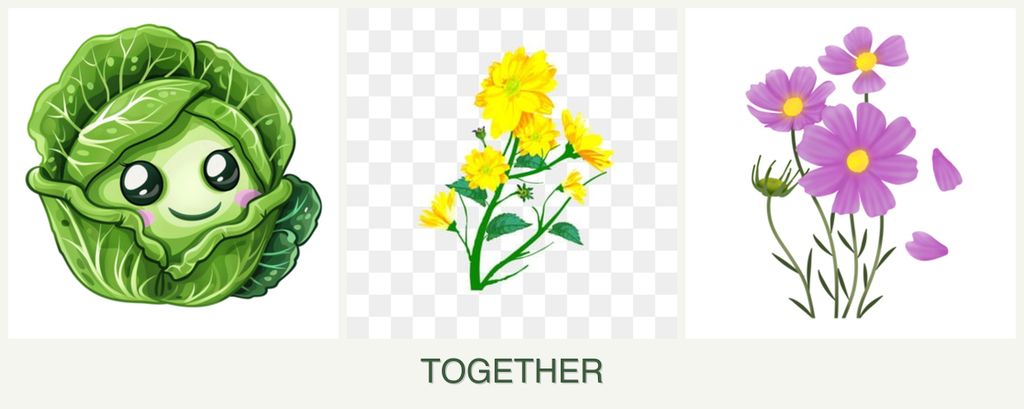 Can you plant cabbage, calendula and cosmos together?