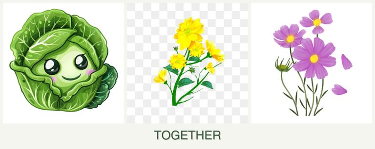Can you plant cabbage, calendula and cosmos together?