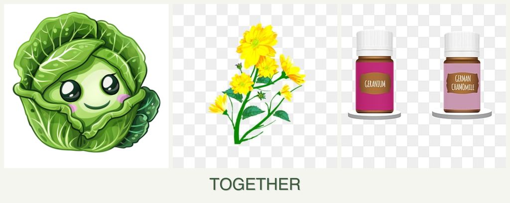 Can you plant cabbage, calendula and geraniums together?