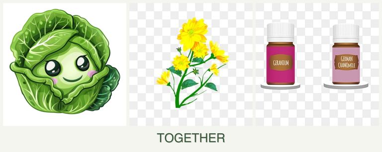 Can you plant cabbage, calendula and geraniums together?