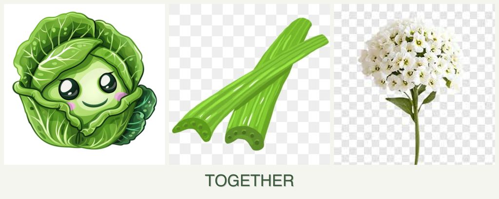 Can you plant cabbage, celery and alyssum together?