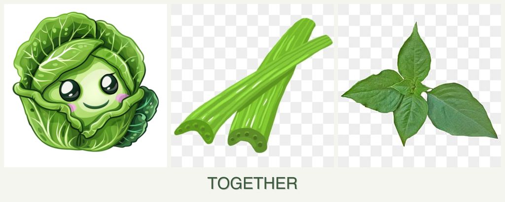 Can you plant cabbage, celery and basil together?