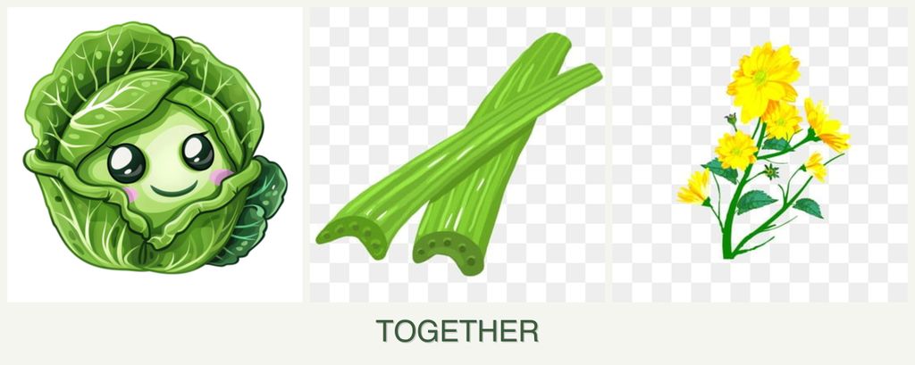 Can you plant cabbage, celery and calendula together?