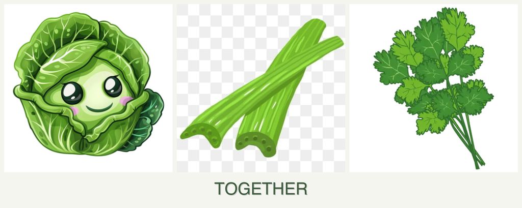 Can you plant cabbage, celery and cilantro together?