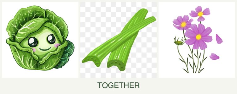 Can you plant cabbage, celery and cosmos together?